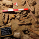 Bones found in Guattari Cave.